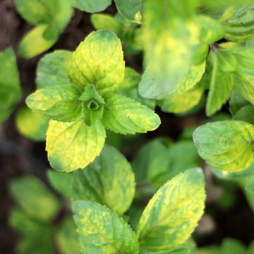 Gembermunt - Mentha gracilis Ginger
