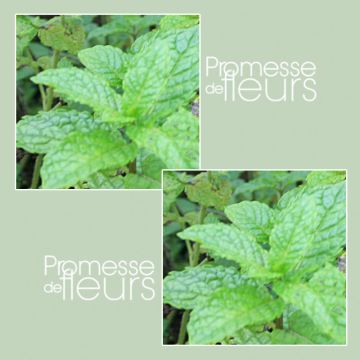 Russische munt BIO - Mentha spicata Russian