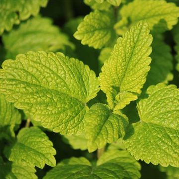 Tunesische munt BIO - Mentha spicata Nana