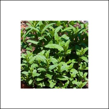 Groene munt Wintergreen BIO - Mentha spicata Wintergreen