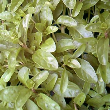 Polei - Mentha pulegium