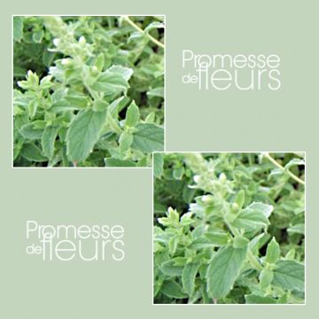 Polei BIO - Mentha pulegium