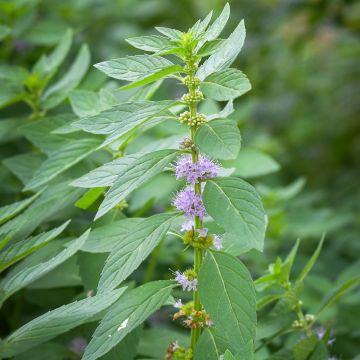 Mentha arvensis - Akkermunt