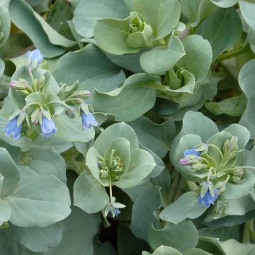 Oesterblad - Mertensia maritima