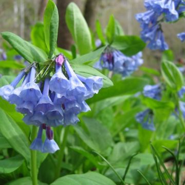 Mertensia virginica - Virginisch longkruid