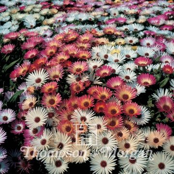 Mesembryanthemum criniflorum Sparkles Mixed (zaad) - Ijsbloempje