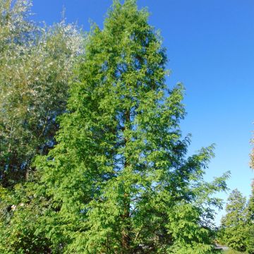 Metasequoia glyptostroboides - Watercipres