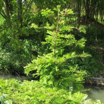 Metasequoia glyptostroboides Chubby - Watercipres