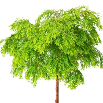 Metasequoia glyptostroboides Matthaei Broom - Watercipres