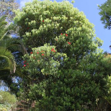 Metrosideros Mistral - Nieuw-Zeelandse kerstboom