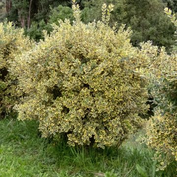 Metrosideros excelsa Aurea - Nieuw-Zeelandse kerstboom