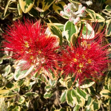 Metrosideros kermadecensis Aureomarginata - Nieuw-Zeelandse kerstboom