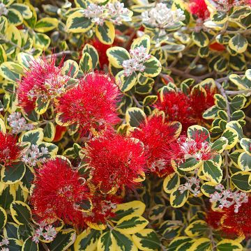 Metrosideros kermadecensis Sunninghill - Nieuw-Zeelandse kerstboom