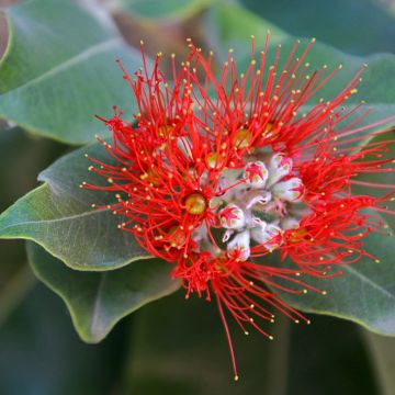 Metrosideros thomasii - Nieuw-Zeelandse kerstboom