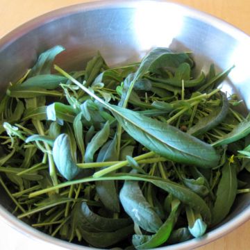 Mibuna BIO Ferme de Ste Marthe