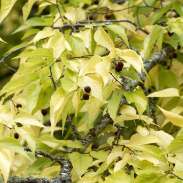 Celtis occidentalis - Westerse netelboom
