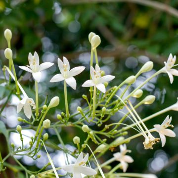 Millingtonia hortensis - Jasmijnboom
