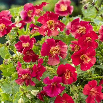 Mimulus Bonfire Rood - Maskerbloem