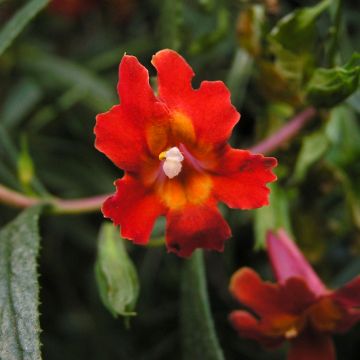 Mimulus aurantiacus Mai Tai Red - Maskerbloem