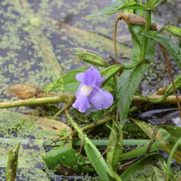 Mimulus ringens - Maskerbloem
