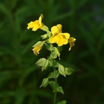 Mimulus luteus - Gele maskerbloem