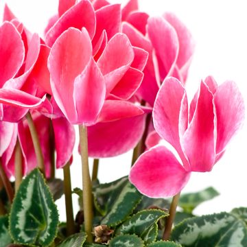 Mini Cyclamen Bisou Saumon - Perzische cyclaam