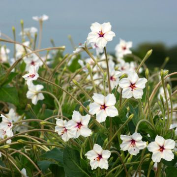 Mirabilis longiflora (zaad) - Nachtschone