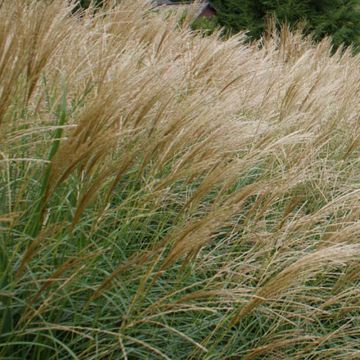 Miscanthus sinensis Arabesque - Prachtriet