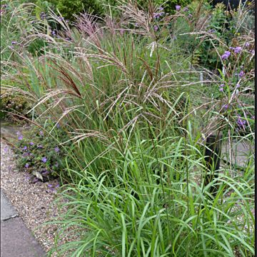 Miscanthus sinensis Emmanuel Lepage - Prachtriet