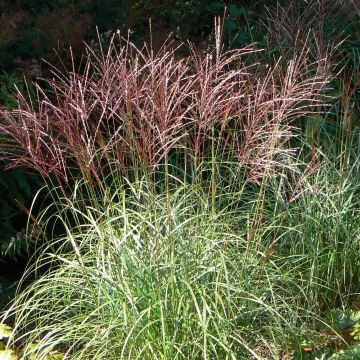 Miscanthus sinensis Ferner Osten - Prachtriet