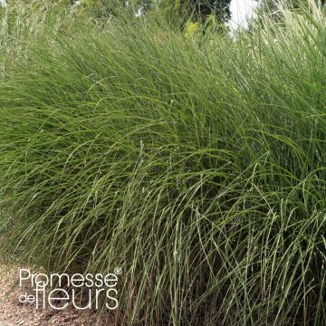 Miscanthus sinensis Gnom - Prachtriet