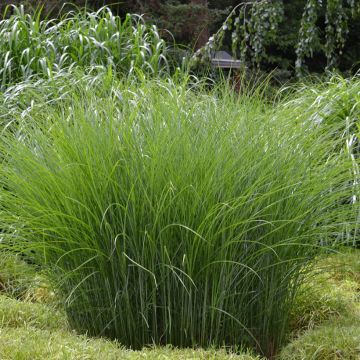 Miscanthus sinensis Gracillimus - Prachtriet