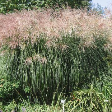 Miscanthus sinensis Graziella - Prachtriet