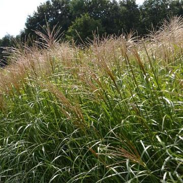 Miscanthus sinensis Krater - Prachtriet