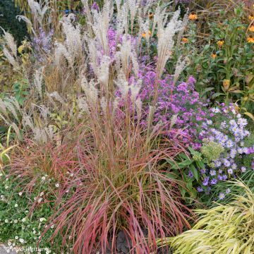 Miscanthus sinensis Little Miss - Prachtriet