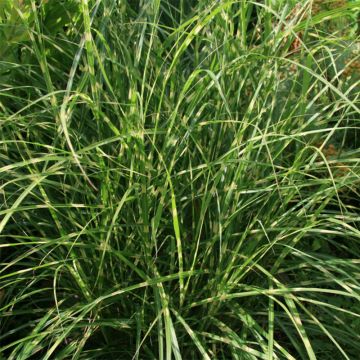 Miscanthus sinensis Little Zebra - Prachtriet