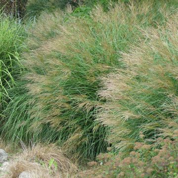 Miscanthus sinensis Poseidon - Prachtriet