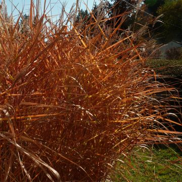 Miscanthus sinensis Purpurascens - Prachtriet