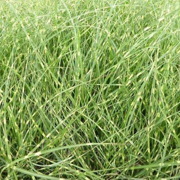 Miscanthus sinensis Strictus Dwarf - Prachtriet