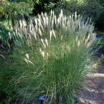 Miscanthus transmorrisonensis - Prachtriet