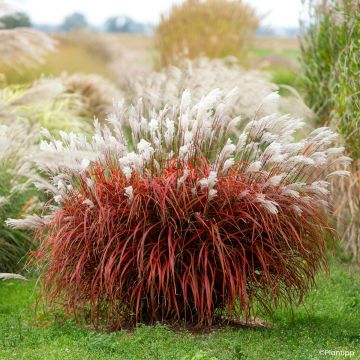 Miscanthus Lady in Red - Prachtriet