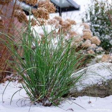 Miscanthus Miscanvert - Prachtriet