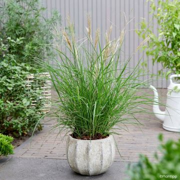 Miscanthus sinensis Missmini - Prachtriet