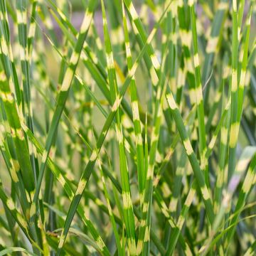 Miscanthus sinensis Giraffe - Prachtriet