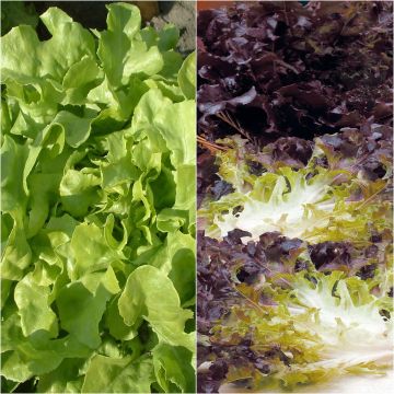 Eikenbladsla Eluarde + Panisse (jonge planten)