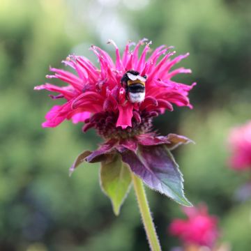 Monarda Bee True - Bergamotplant