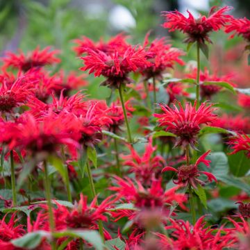 Monarda Gardenview Scarlet - Bergamotplant