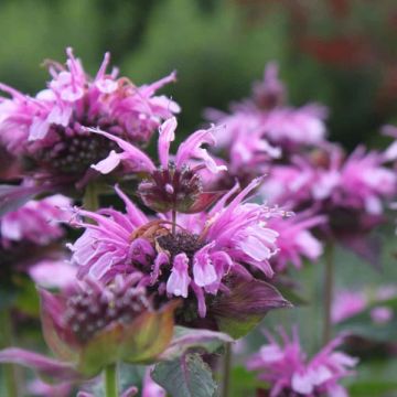 Monarda Mohawk - Bergamotplant