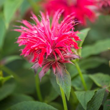 Monarda didyma Pink Supreme - Bergamotplant