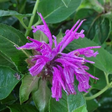Monarda fistulosa Tetraploid - Wilde bergamot